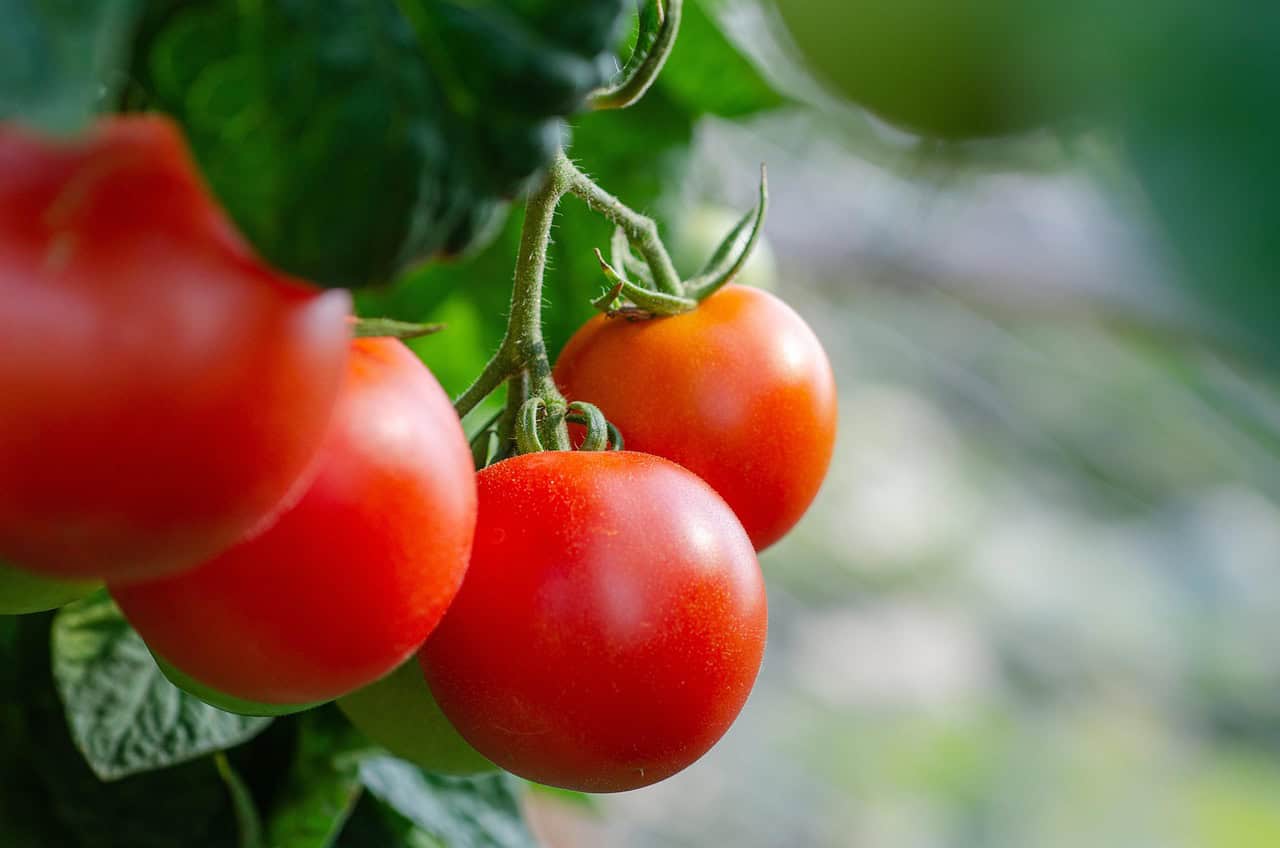 tomatoes-5566744_1280 Close-up of vibrant red tomatoes hanging on the vine, surrounded by green leaves, in a garden setting with soft, natural lighting.